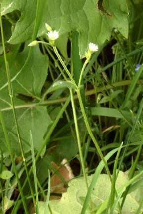 Gewöhnliches Hornkraut - Cerastium fontanum ssp. vulgare; häufig an den Ackerrändern bei Auerbach (G. Franke, 05.06.2021)