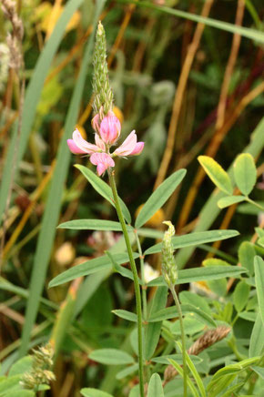 Saat-Esparsette (Futter-Esparsette) - Onobrychis viciifolia; Ackerrand bei Auerbach (G. Franke, 19.08.2021)
