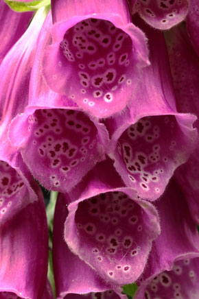 Blütenstand vom Roten Fingerhut - Digitalis purpurea; Waldwegrand am Aizenberg (G. Franke, 05.07.2020)