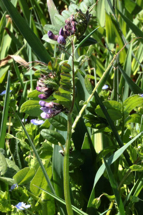 Zaun-Wicke - Vicia sepium; aufblühend am Ackerrand neben einem Grünweg zwischen Langensteinbach und Auerbach (G. Franke, 27.04.2021)
