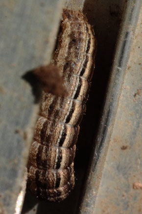 Raupe eines Eulenfalters, wahrscheinlich der Gattung Mythimna, an Frühbeetrahmen im Garten (G. Franke, 28.02.2021)