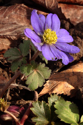 Frühling im Garten - Balkan-Windröschen - Anemone blanda (G. Franke, 20.02.2021, Spielberg)