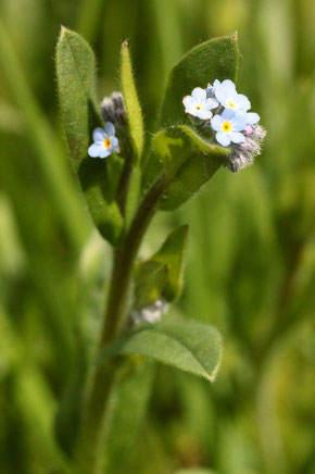 Acker-Vergissmeinnicht - Myosotis arvensis; aufblühend - Ackerrand zwischen Langensteinbach und Auerbach (G. Franke, 14.05.2021)