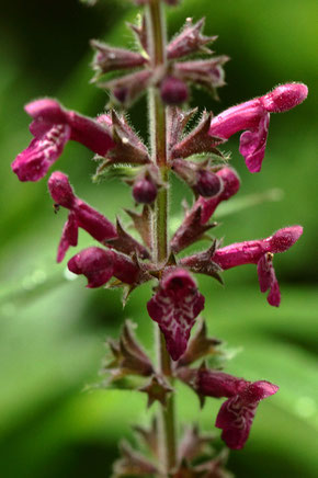 Wald-Ziest - Stachys sylvatica, Teil des Blütenstandes; bei Straubenhardt-Langenalb; im Gebiet an Waldwegrändern häufig anzutreffen, Bestäubung hauptsächl. durch Wildbienen und Schwebfliegen (G. Franke, 14.06.2020)