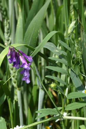 Vogel-Wicke - Vicia cracca; Ackerrand zwischen Langensteinbach und Auerbach (G. Franke, 09.06.2021)