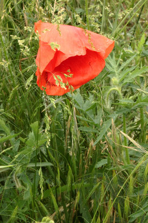 Klatsch-Mohn - Papaver rhoeas; Ackerrand bei Auerbach (G. Franke, 05.06.2021)