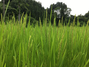 8月中旬 稲に穂が付きはじめました。