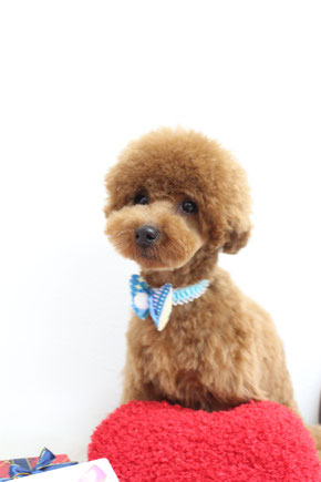 プードル カットスタイル 武蔵小杉 犬の美容室 トリミングdogsalonkukuru