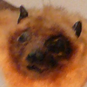 ドラキュラ伯爵