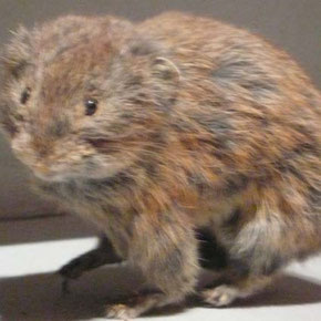 アルタイナキウサギ