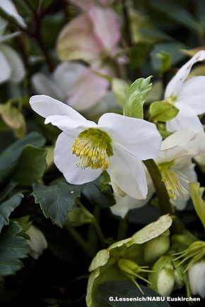 Foto: Die Christrose