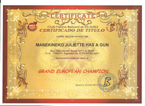 Grand european champion bengal femelle