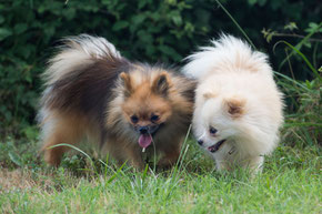 Couple de Spitz Nains