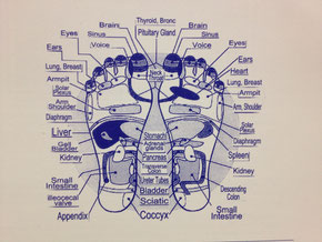 足裏反射チャート