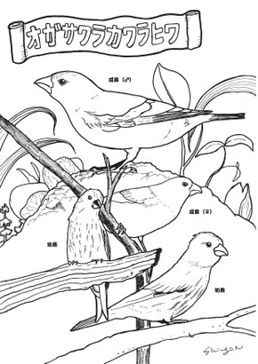 オガヒワに関する取り組み - オガサワラカワラヒワ