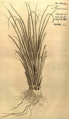 Illustration of Vetiver from lavierebelle.org