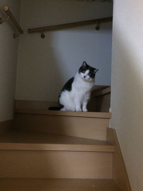 お友達の猫〝シュガー〟