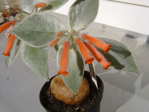 Rechsteineria leucotricha inflorescence (Sinningia)