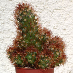 Mammillaria elongata cv. "COPPER KING"