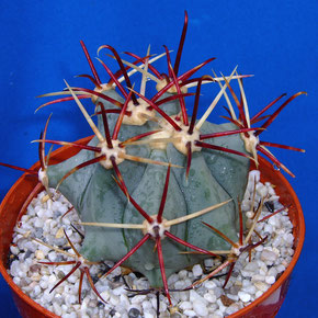 Ferocactus emoryi