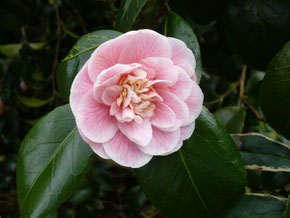 Camellia Duchesse de Caze