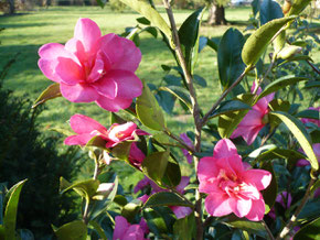 Camellia sasanqua "Hiryu"