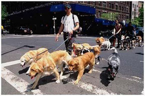 Dog Walkers in NEW YORK CITY.....