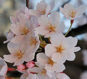 中国語学留学　日中友好旅順の桜の樹
