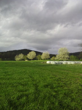 Frühling am Rotstein Oberlausitz