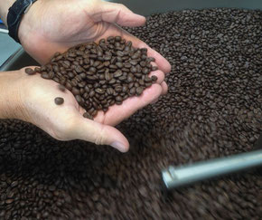 frische Kaffeebohnen in der Qualitätsprüfung
