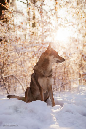 Crying Wolf Jayarani