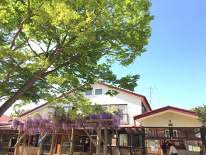 2019年満開の藤棚