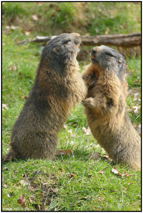 Balz#Marmota marmotaalz# Murmeltiere#Roland Valter#rolva#Natur-Fotografie#Aachen 