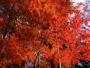 紅葉（こうよう）