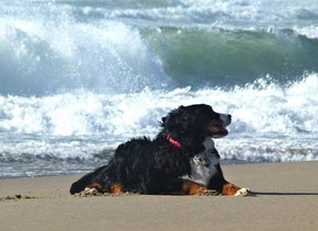 Un bouvier bernois couché sur le sable d'une plage par coach canin 16 educateur canin à domicile