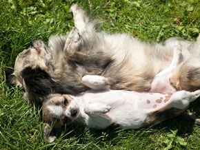 2 chiens chihuahua sur le dos couché dans l'herbe par coachcanin16 educateur canin en charente à domicile, cognac, angouleme, jarnac, saintes