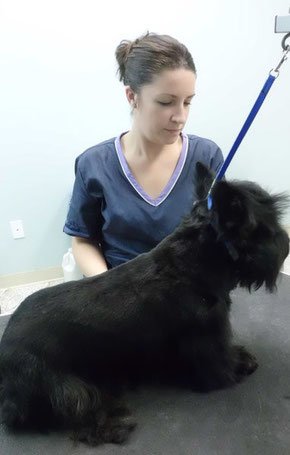 Laura grooms a Scottish Terrier
