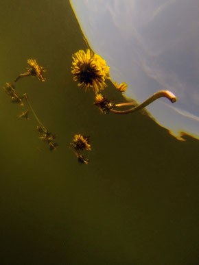 Beautés de l'eau et magie de ses actions : photographies sous marines de l'artiste Laurent Valera