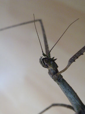 Annam-Stabschrecke (Medauroidea extradentata)