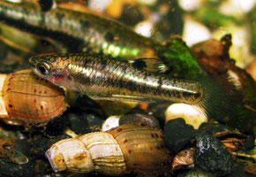 Heterandria formosa (Zwergkärpfling)