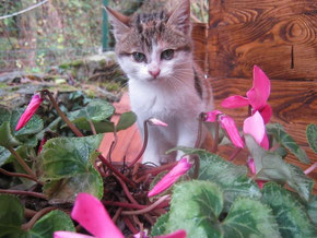 Cherie