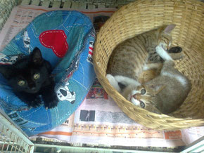 Dolcenera, Crocco e Kukino