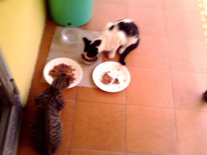 Leo e Ciccirìppin
