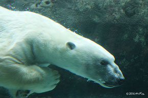 ホッキョクグマ（旭山動物園）は生き物のページへ移動します