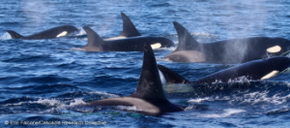 Orca dorsal fins for identification
