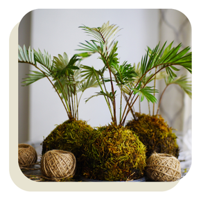 atelier kokedama DIY en entreprise pour réaliser une suspension végétale et favoriser la détente au travail