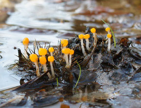 Sumpfhaubenpilz (Mitrula paludosa)