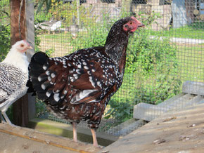 Unsere Hühner - eddelstorfer-charming-chickens Webseite!