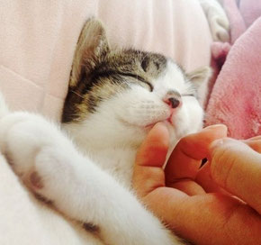 ペットシッターと子猫の画像