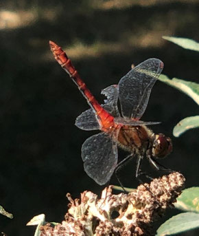 Rote Libelle mit zerfleddertem Flügel